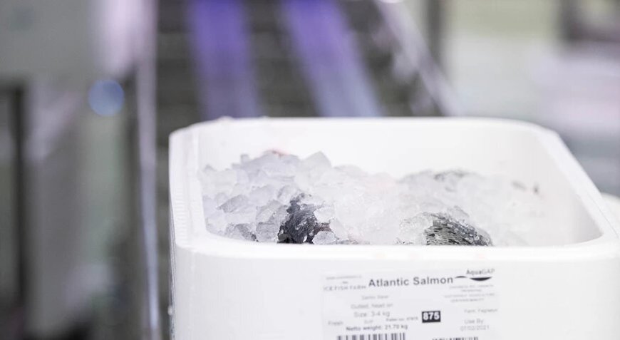 High-tech salmon processing at Búlandstindur
